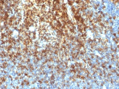 SPN / CD43 Antibody (clone SPN/1766R, Azide-free, Carrier-free)