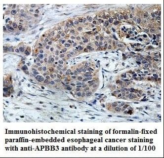 APBB3 Antibody (aa324-486)