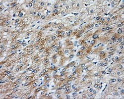 Monoclonal Mouse anti-Human NIT2 Antibody (clone OTI5A3, IHC, IF, WB)