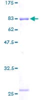 Human TIP48 / RUVBL2 Protein (Recombinant GST)