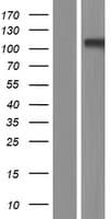 Human GRIK3 / GLUR7 Protein (Over-Expression Lysate Myc-DDK (Flag))