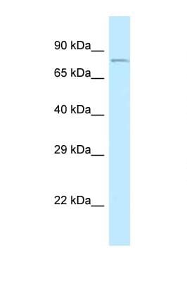 CEP68 Antibody (aa86-135)