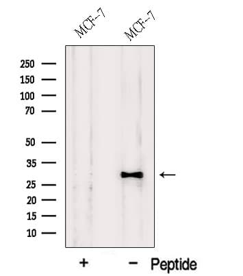 HDGFRP3 Antibody
