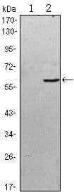 BLK Antibody (clone 1000000)
