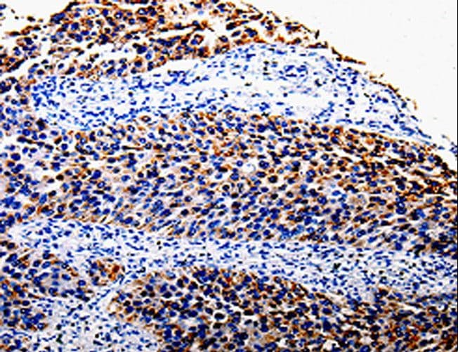 COX10 Antibody