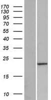 PABPC1L2A Protein (Over-Expression Lysate Myc-DDK (Flag))