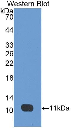 Polyclonal Rabbit anti-Rat IDO1 / IDO Antibody (aa106-190, WB)