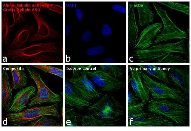 Polyclonal Goat Anti-Mouse IgG Secondary Antibody (DY650, IHC, IF, WB)