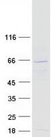 Human NAE1 / APPBP1 Protein (Recombinant Myc-DDK (Flag))
