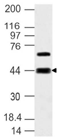 SIPR3 / EDG3 / S1P3 Antibody (aa80-350)