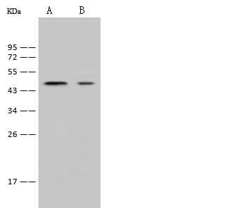 Polyclonal Rabbit anti-Mouse NANOG Antibody (WB)