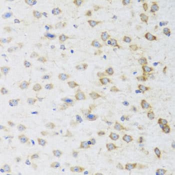 STRN / Striatin Antibody