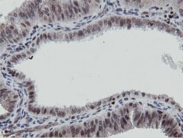 MIPEP Antibody (aa174-516, clone OTI3F8, Carrier-free)