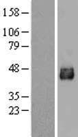 Human SLC33A1 Protein (Over-Expression Lysate Myc-DDK (Flag))