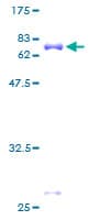 Human TARBP2 / TRBP2 Protein (Recombinant GST)