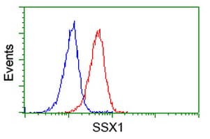 SSX1 Antibody (clone OTI2D12)