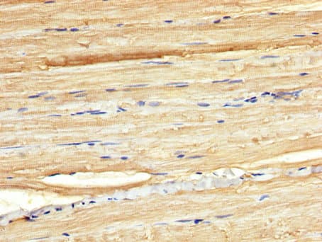 C13orf34 / BORA Antibody