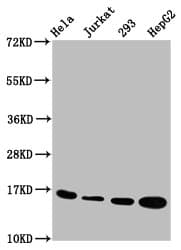 Polyclonal Rabbit anti-Human HIST1H3A Antibody (IHC, IF, WB)