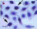 DNMT3A Antibody (C-Terminus, clone 64B1446)
