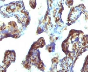 MSN / Moesin Antibody (clone EDLP70)