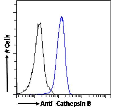 PathPlus™ Polyclonal Goat anti-Human CTSB / Cathepsin B Antibody (Internal Region, IHC, IF, WB)