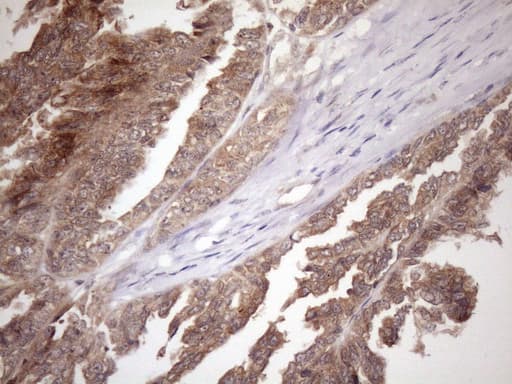 FGF13 Antibody (clone OTI7E8)