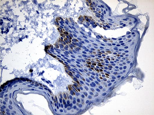 CSF3 / G-CSF Antibody (clone OTI1E1, Carrier-free)