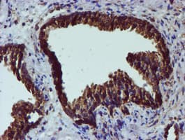 PDIA4 / ERP72 Antibody (clone OTI2A11)