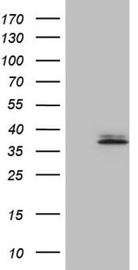 Monoclonal Mouse anti-Human BAFF / TNFSF13B Antibody (clone OTI7F12, aa134-285, WB)
