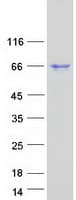 Human LEREPO4 / ZC3H15 Protein (Recombinant Myc-DDK (Flag))