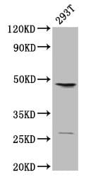 IHC-plus™ VEGFC Antibody