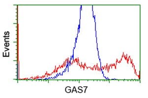 GAS7 Antibody (clone OTI4E6)