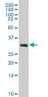 TAF11 Antibody (clone 3G6)