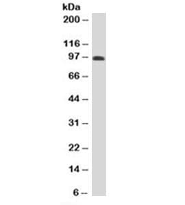 SPN / CD43 Antibody (clone DF-T1, Azide-free, BSA-free)