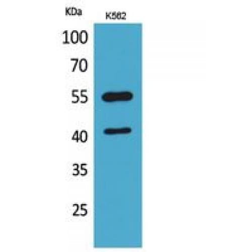 IL2RG / CD132 Antibody (Internal)