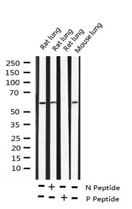 CCNB1 / Cyclin B1 Antibody (phospho-Ser126)