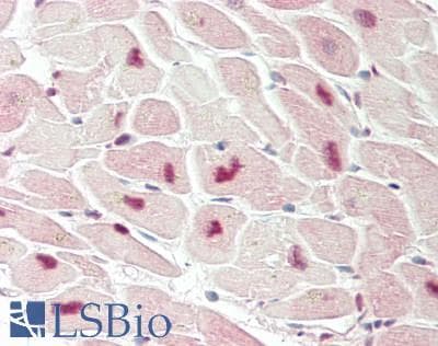 IHC-plus™ Monoclonal Mouse anti-Human NPPB / BNP Antibody (clone 2D11, IHC, WB)