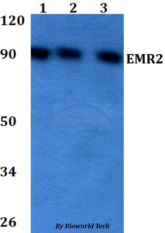 ADGRE2 / EMR2 Antibody