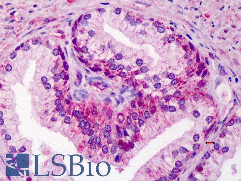 IHC-plus™ GDF15 Antibody (aa286-299)