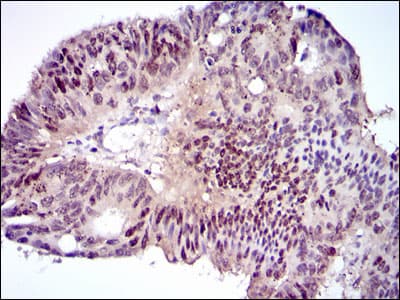 Monoclonal Mouse anti-Human C/EBP Alpha / CEBPA Antibody (clone 5B7, IHC, IF, WB)