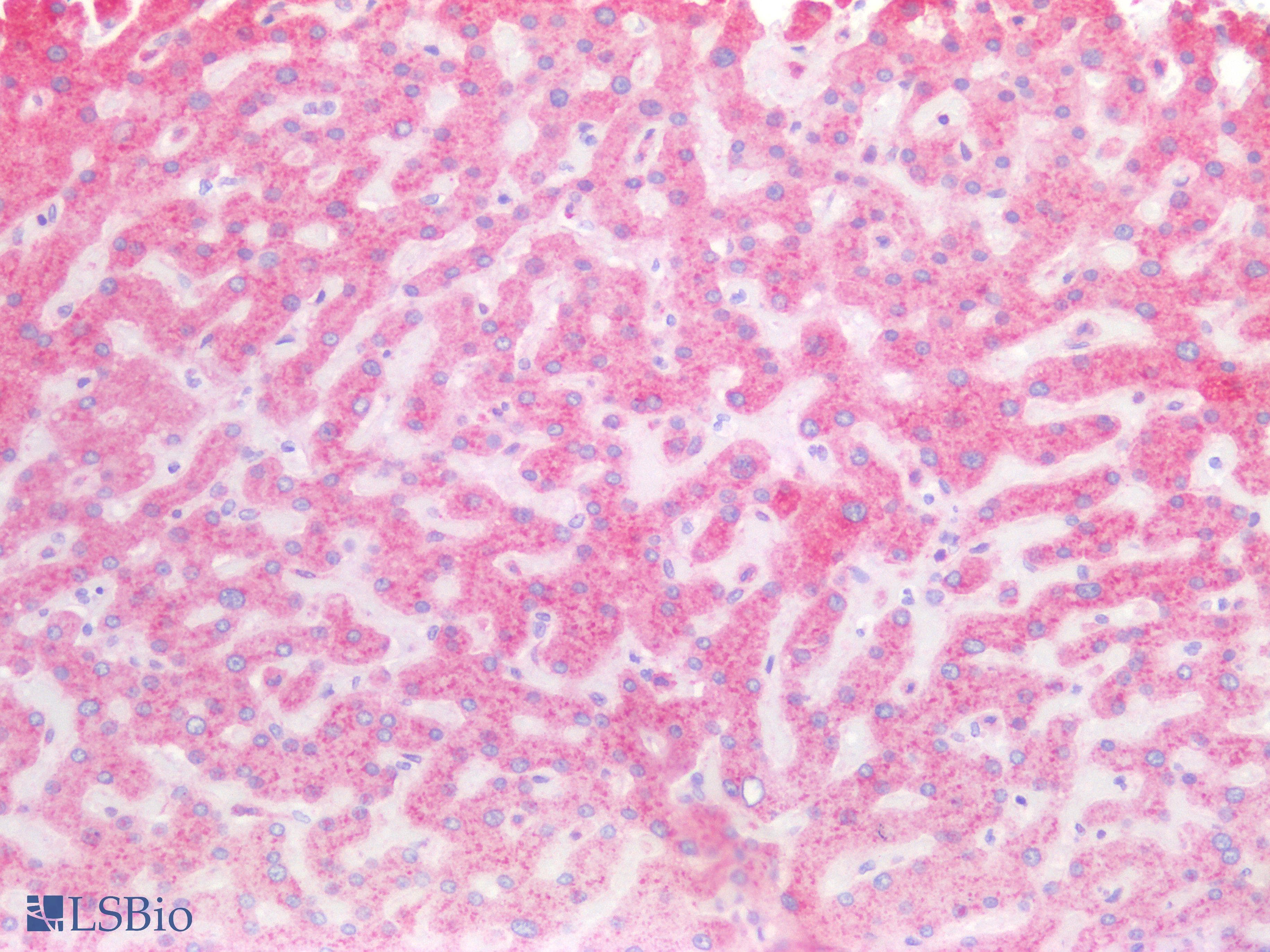 PathPlus™ RPS2 / Ribosomal Protein S2 Antibody