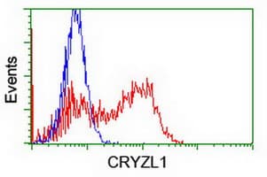 CRYZL1 Antibody (clone OTI1C9)