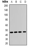 ADORA2A/Adenosine A2A Receptor Antibody (C-Terminus)