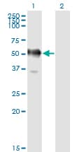 GAPDHS / GAPDS Antibody (clone 2E3-2E10)