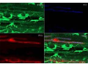 IHC-plus™ ACTB / Beta Actin Antibody (aa350-375)