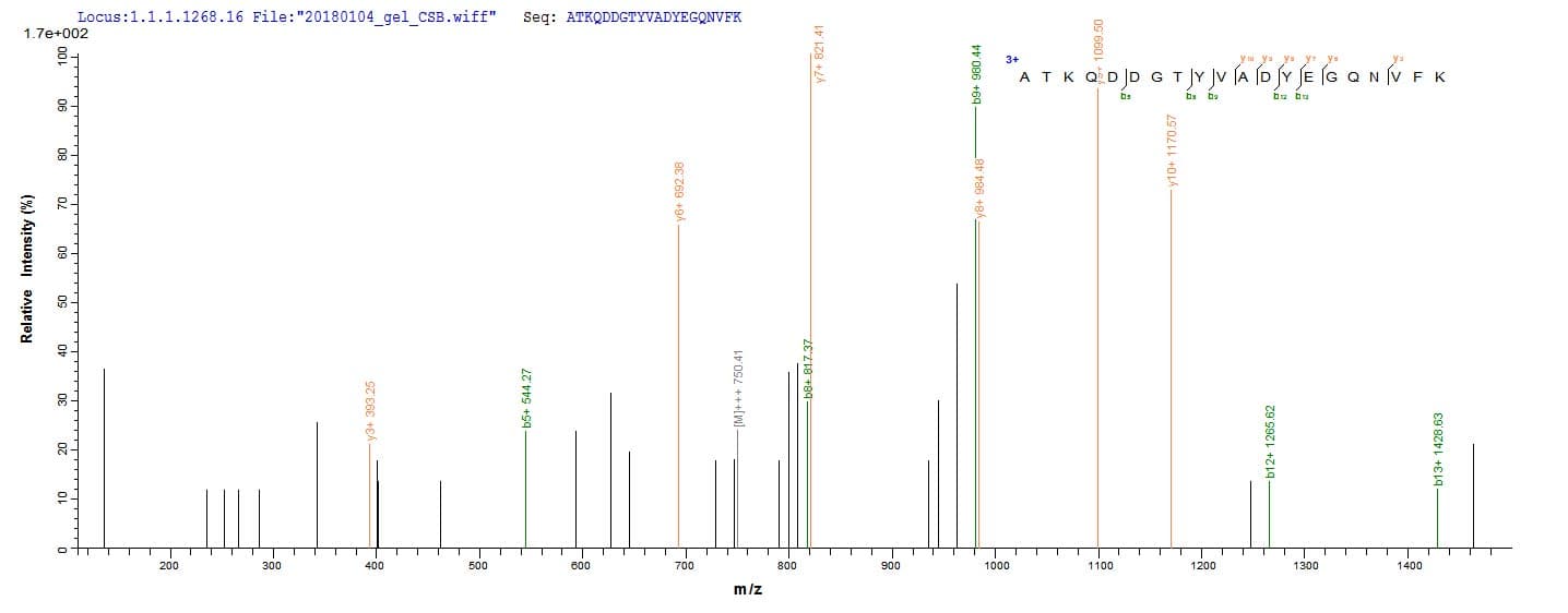 Bovine OBP Protein (Recombinant)