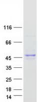 Human C7orf26 Protein (Recombinant Myc-DDK (Flag))