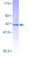 Human GDF10 / BMP3B Protein (Recombinant GST)