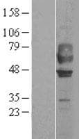 GPR44 / CRTH2 Protein (Over-Expression Lysate Myc-DDK (Flag))