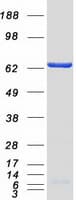 Human EIF2A / EIF2 Alpha Protein (Recombinant Myc-DDK (Flag))